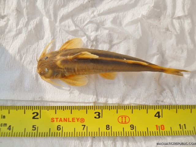 Glyptothorax cf. pectinopterus