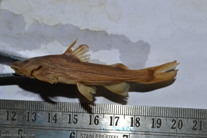 Glyptothorax manipurensis