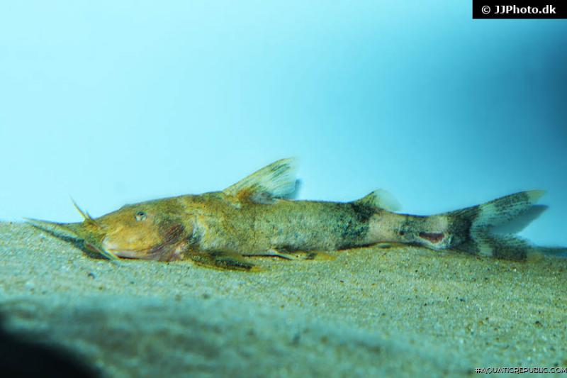 Glyptothorax rugimentum