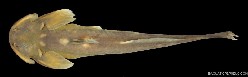 Oreoglanis brevicula