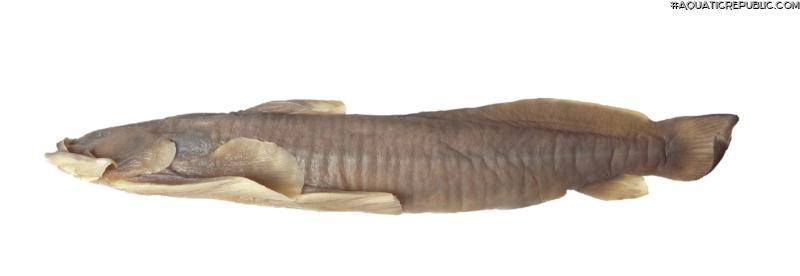 Parachiloglanis bhutanensis