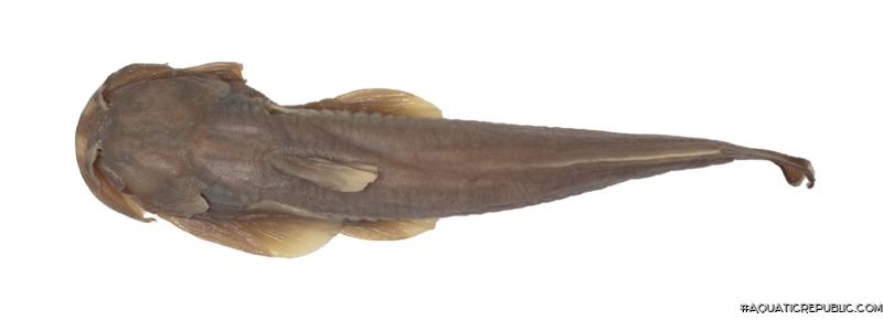 Parachiloglanis bhutanensis