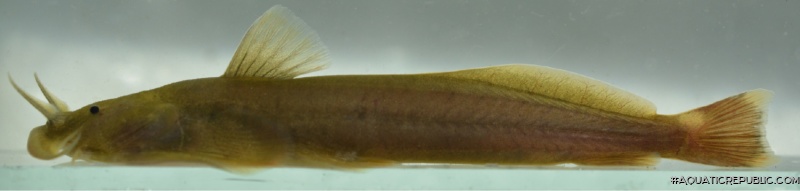 Parachiloglanis dangmechhuensis