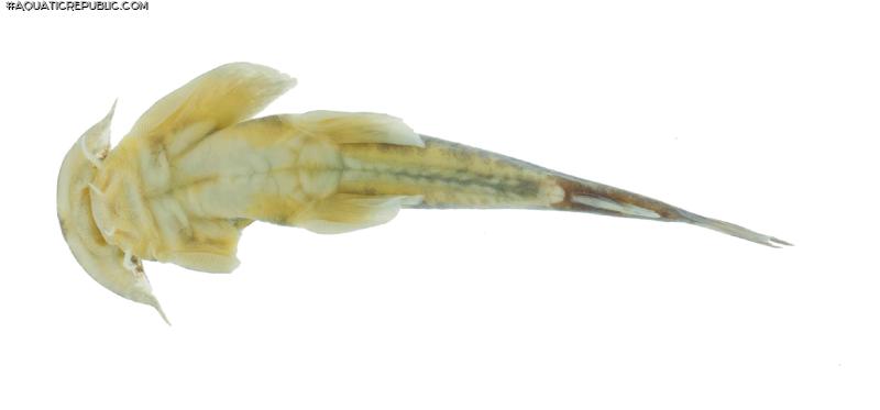 Parachiloglanis drukyulensis