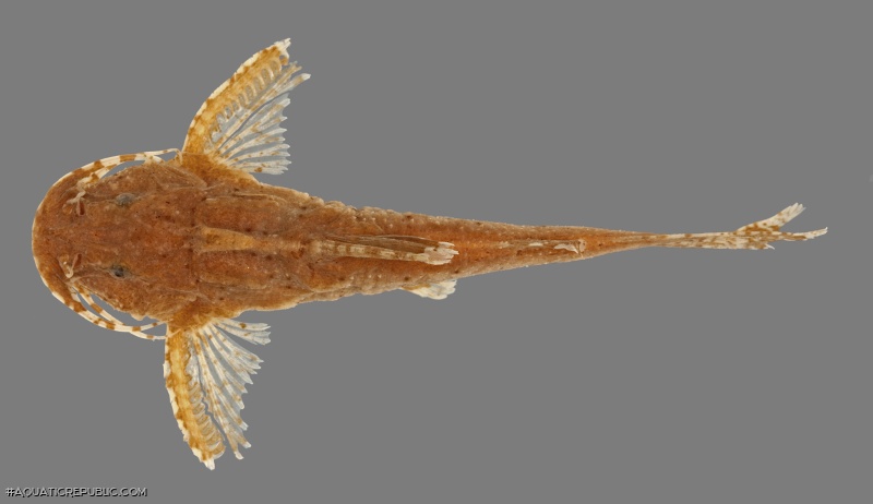 Pseudolaguvia assula