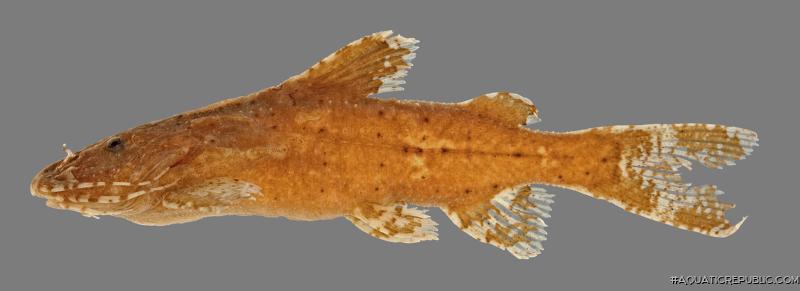 Pseudolaguvia assula
