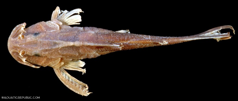 Pseudolaguvia inornata