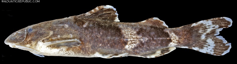 Pseudolaguvia nubila