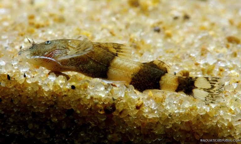 Pseudolaguvia shawi