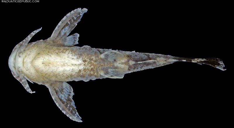 Pseudolaguvia viriosa