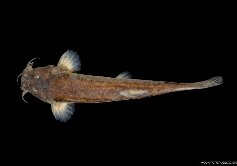Cambeva difficilis