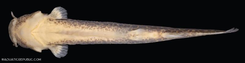 Cambeva luteoreticulata