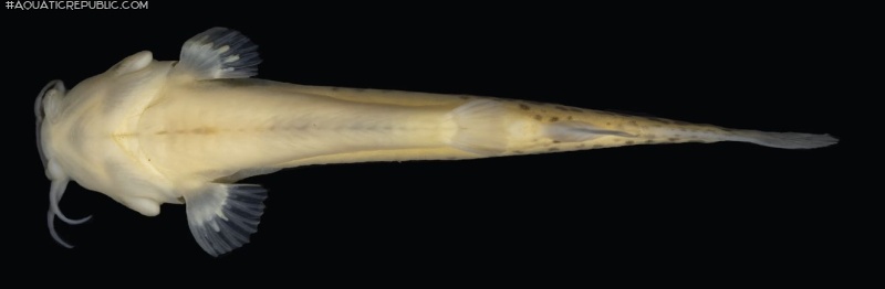 Cambeva luteoreticulata