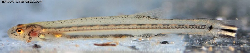 Homodiaetus anisitsi