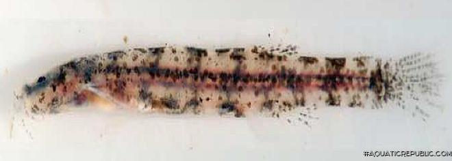 Hyaloglanis natgeorum