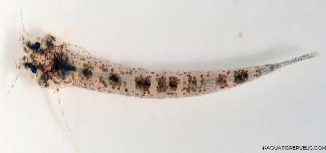 Hyaloglanis natgeorum