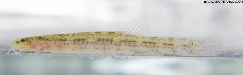 Hyaloglanis nheengatu