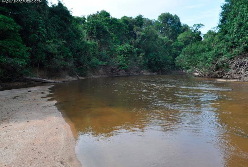 Hyaloglanis nheengatu