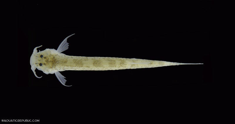 Hyaloglanis nheengatu