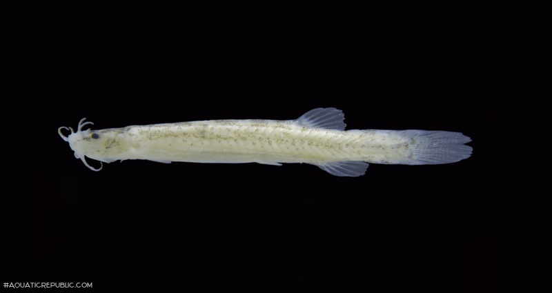 Hyaloglanis nheengatu