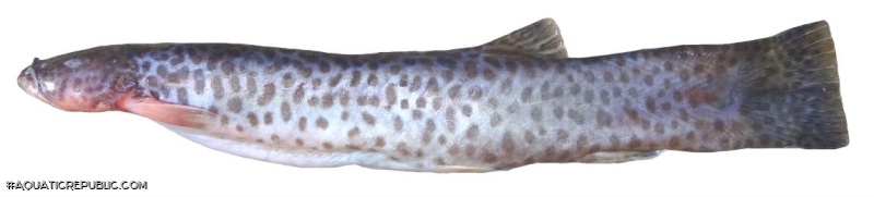 Ituglanis laticeps
