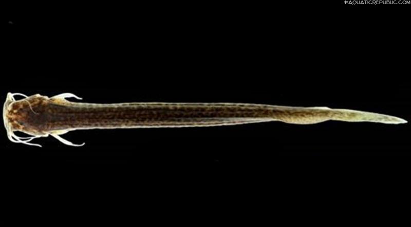 Listrura depinnai