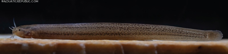 Listrura elongata