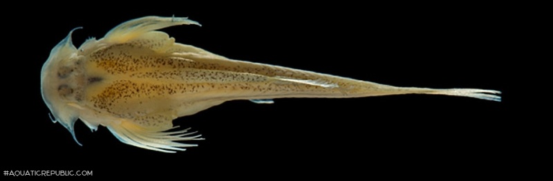 Malacoglanis gelatinosus