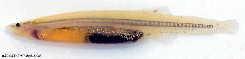 Paracanthopoma saci