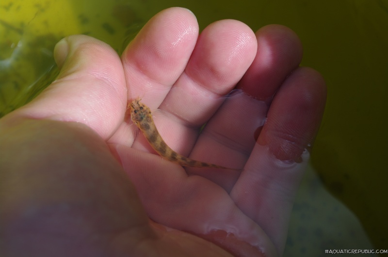 Scleronema minutum