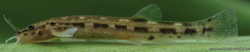 Trichomycterus albinotatus