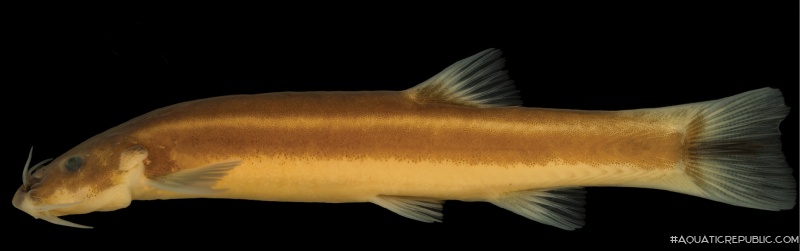 Trichomycterus largoperculatus