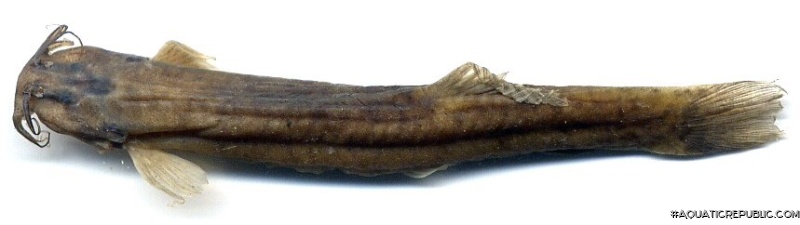 Trichomycterus latistriatus