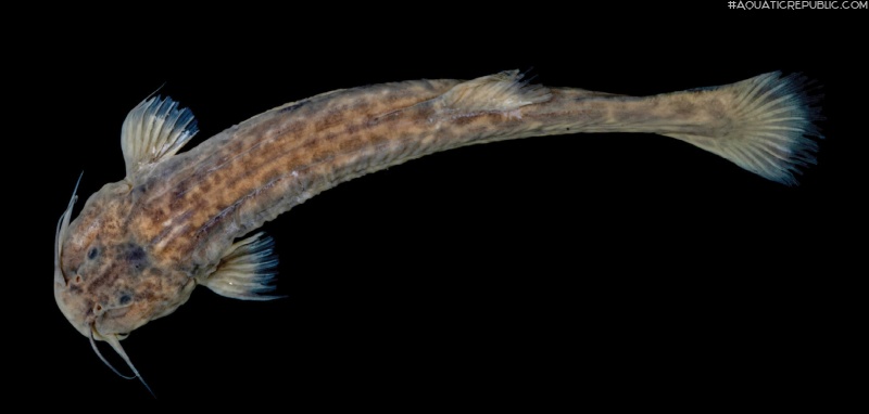 Trichomycterus lauzannii