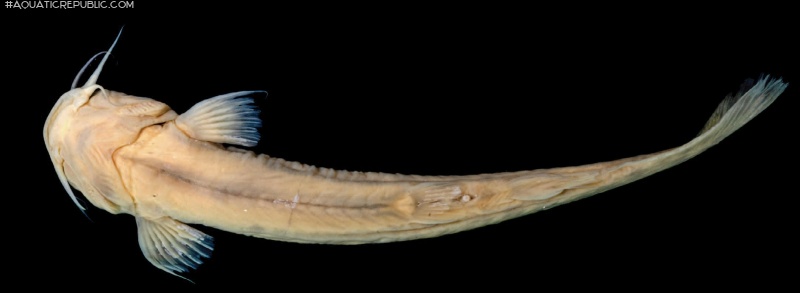 Trichomycterus lauzannii