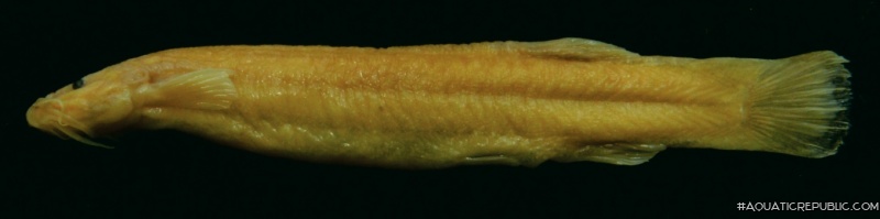 Trichomycterus mogotensis