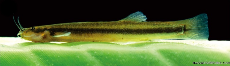 Trichomycterus mutabilicolor
