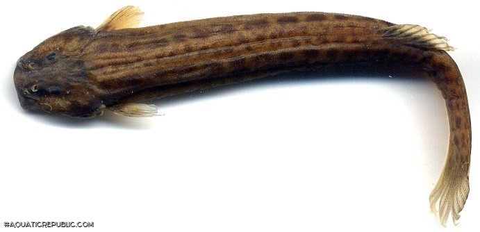 Trichomycterus retropinnis