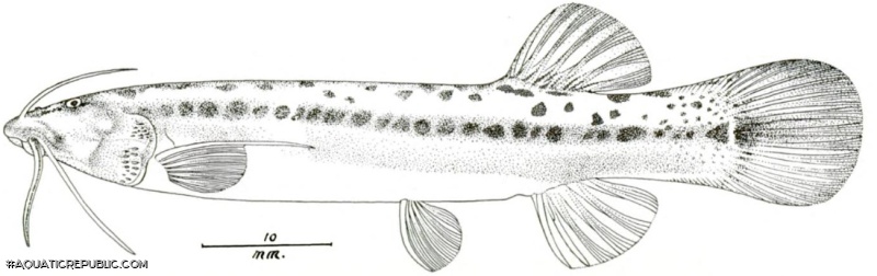 Trichomycterus romeroi