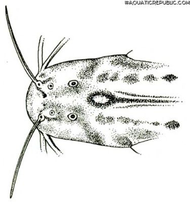 Trichomycterus romeroi