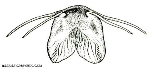 Trichomycterus romeroi