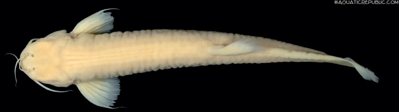 Trichomycterus rosablanca