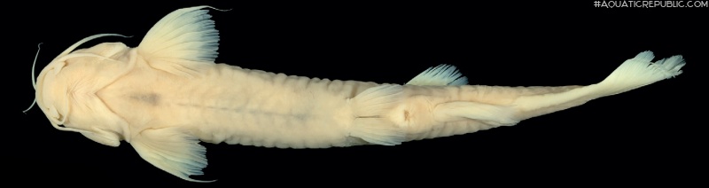 Trichomycterus rosablanca