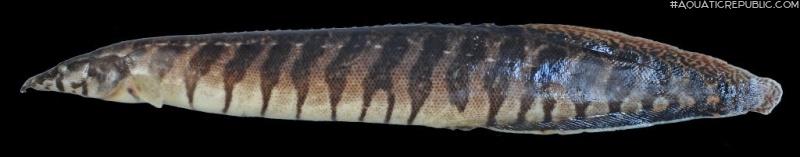 Macrognathus circumcinctus