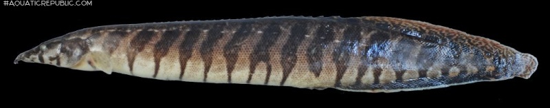 Macrognathus circumcinctus