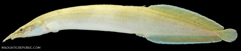 Macrognathus siamensis