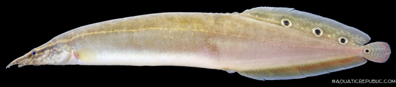 Macrognathus siamensis