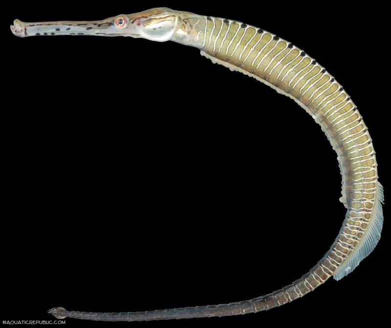 Microphis boaja