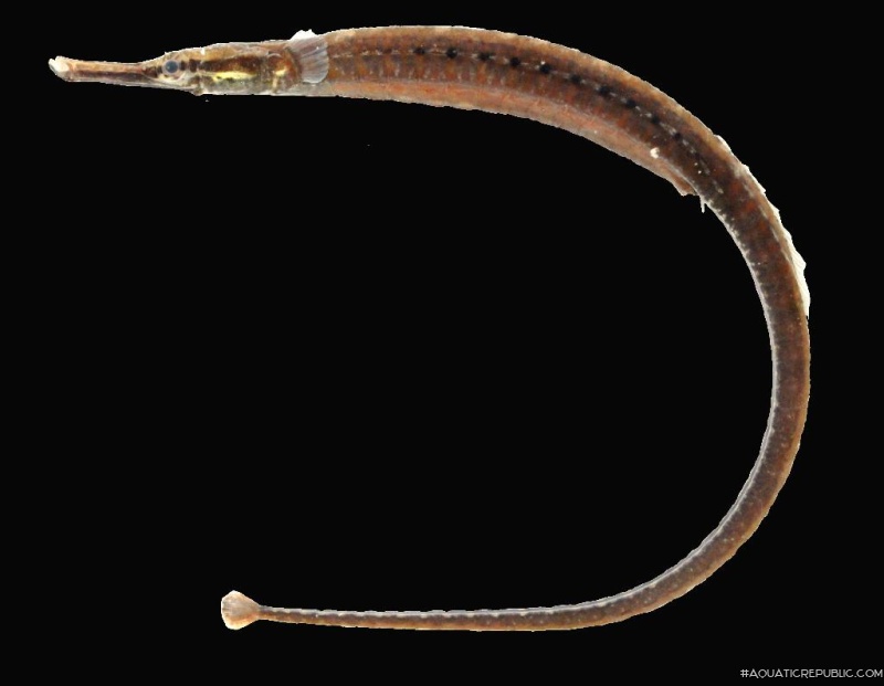 Microphis deokhatoides