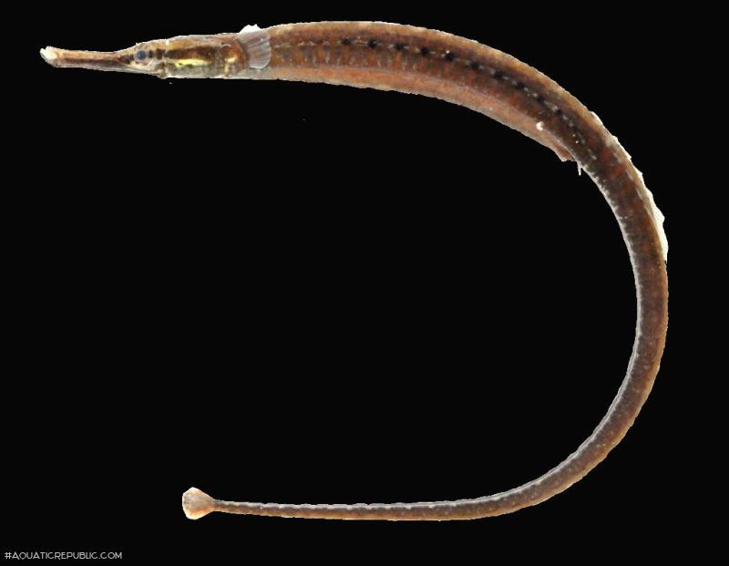 Microphis deokhatoides